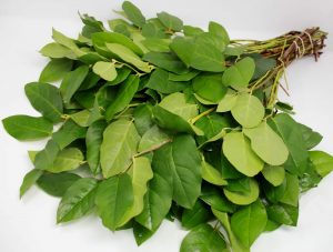 Salal Floral Green