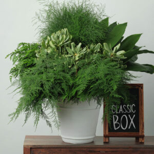 Classic Box — Assorted Mixed Greens — FREE FedEx Shipping