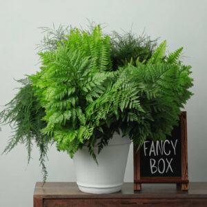 Fancy Box — Assorted Fern Greenery — FREE FedEx Shipping