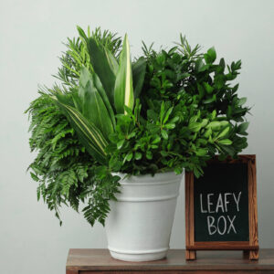 Leafy Box — Assorted Mixed Greens — FREE FedEx Shipping