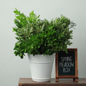 Spring Meadow Box — Assorted Mixed Greens — FREE FedEx Shipping