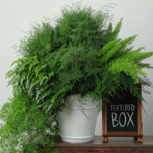 Textured Box — Assorted Mixed Greens — FREE FedEx Shipping