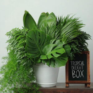 Tropical Delights Box — Assorted Mixed Greens — FREE FedEx Shipping