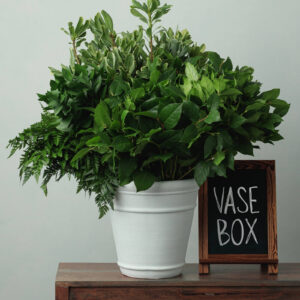 Vase Box — Assorted Mixed Greens — FREE FedEx Shipping