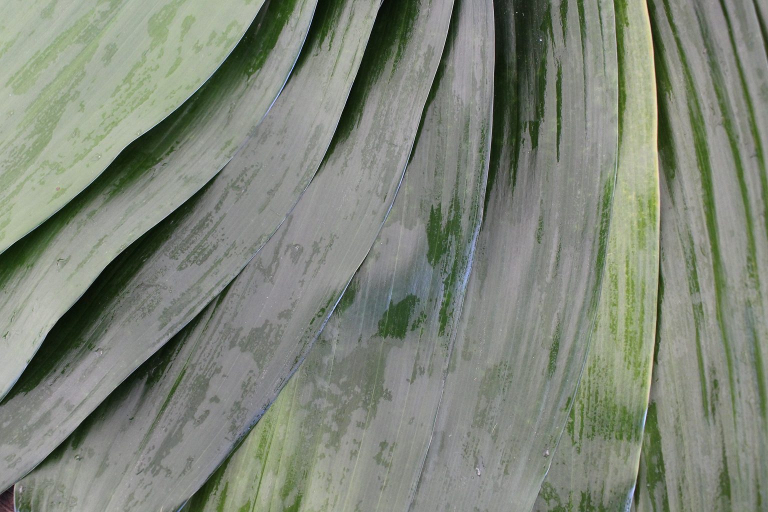 Now Available Online — Bulk Greenery