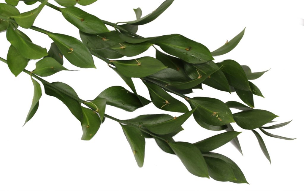 Israeli Ruscus — Fresh Floral Greenery — FREE FedEx Shipping - Albin ...