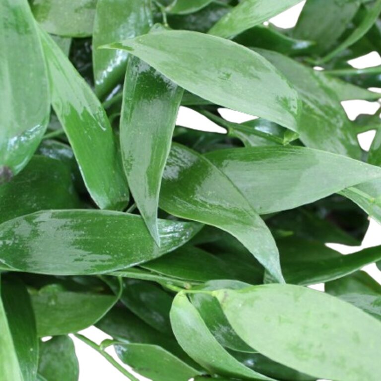 Israeli Ruscus — Fresh Floral Greenery — FREE FedEx Shipping – Albin ...