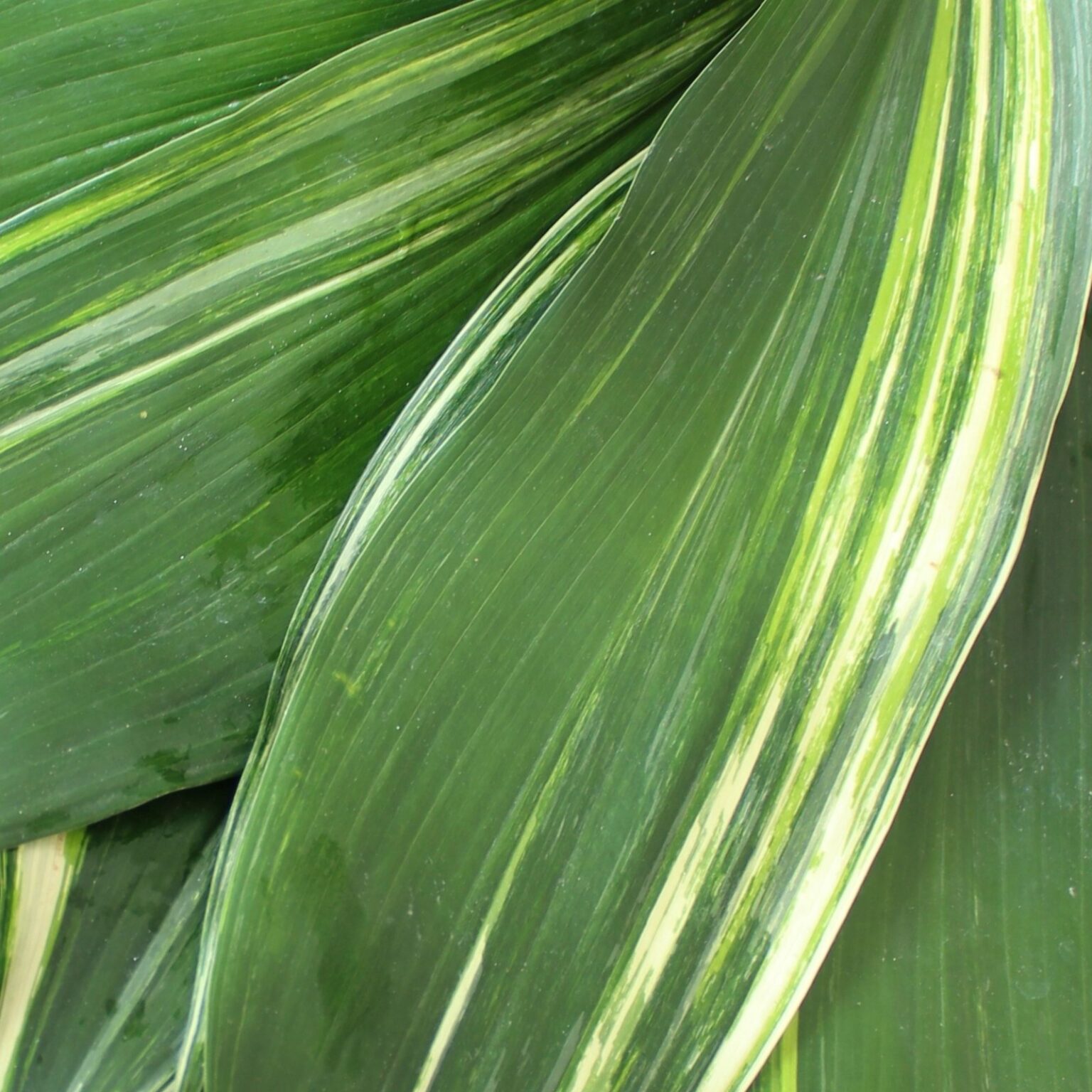 Bulk Greenery Albin Hagstrom & Son