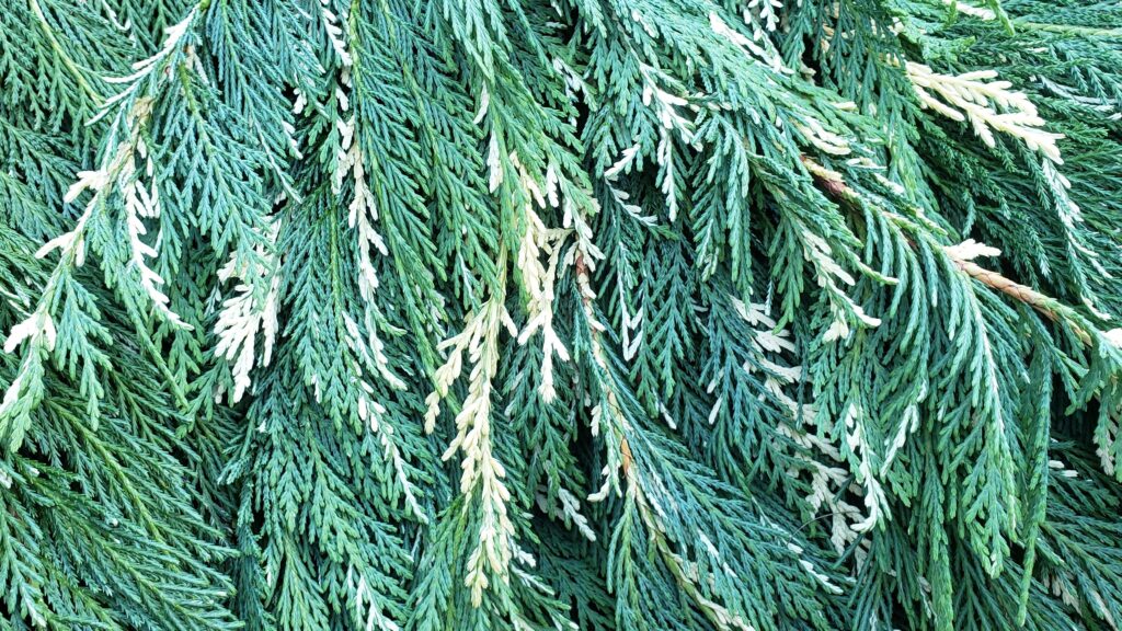 Leyland Cypress — Variegated