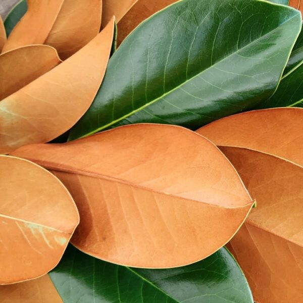 *2025* Magnolia — Fresh Floral Greenery — FREE FedEx Shipping