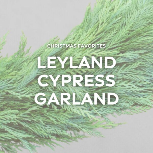 Garland – Leyland Cypress – FREE FedEx Shipping