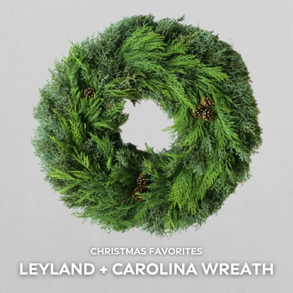 Wreath – Leyland Cypress + Carolina Sapphire – FREE FedEx Shipping