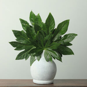 Aralia — Fresh Floral Greenery — FREE FedEx Shipping
