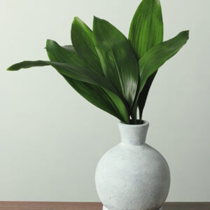 Aspidistra (Green) — Fresh Floral Greenery — FREE FedEx Shipping