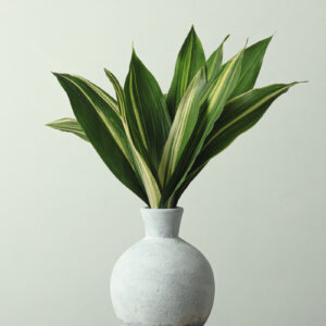 Aspidistra (Variegated) — Fresh Floral Greenery — FREE FedEx Shipping