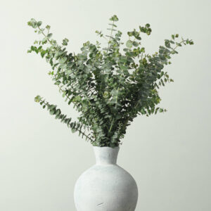 Eucalyptus (Baby Blue) — Fresh Floral Greenery — FREE FedEx Shipping
