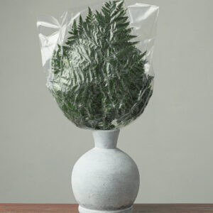 Leatherleaf (Fresh Lock) — Fresh Floral Greenery — FREE FedEx Shipping