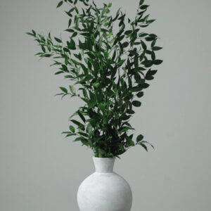 Italian Ruscus — Fresh Floral Greenery — FREE FedEx Shipping