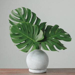 Monstera — Fresh Floral Greenery — FREE FedEx Shipping