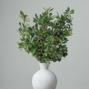 Pittosporum (Variegated) — Fresh Floral Greenery — FREE FedEx Shipping