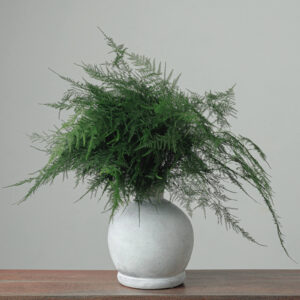 Plumosus — Fresh Floral Greenery — FREE FedEx Shipping