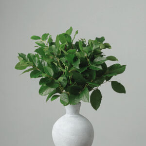 Salal — Fresh Floral Greenery — FREE FedEx Shipping