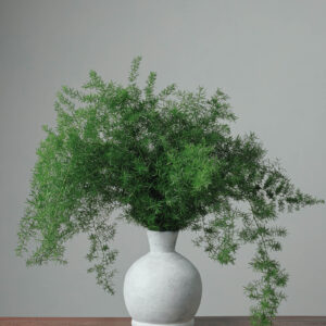 Sprengeri — Fresh Floral Greenery — FREE FedEx Shipping