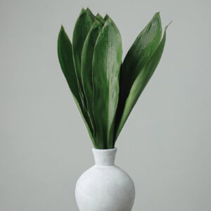 Ti Leaves — Fresh Floral Greenery — FREE FedEx Shipping