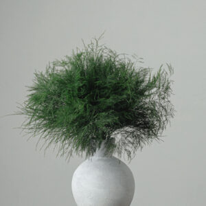 Tree Fern — Fresh Floral Greenery — FREE FedEx Shipping