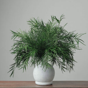 Podocarpus (Weeping) — Fresh Floral Greenery — FREE FedEx Shipping