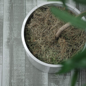 Spanish Moss — Fresh Floral Greenery — FREE FedEx Shipping