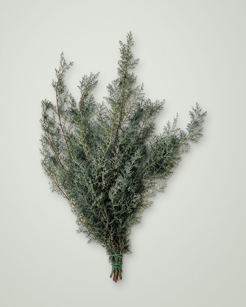 Bunch of fresh Carolina Sapphire Christmas greenery