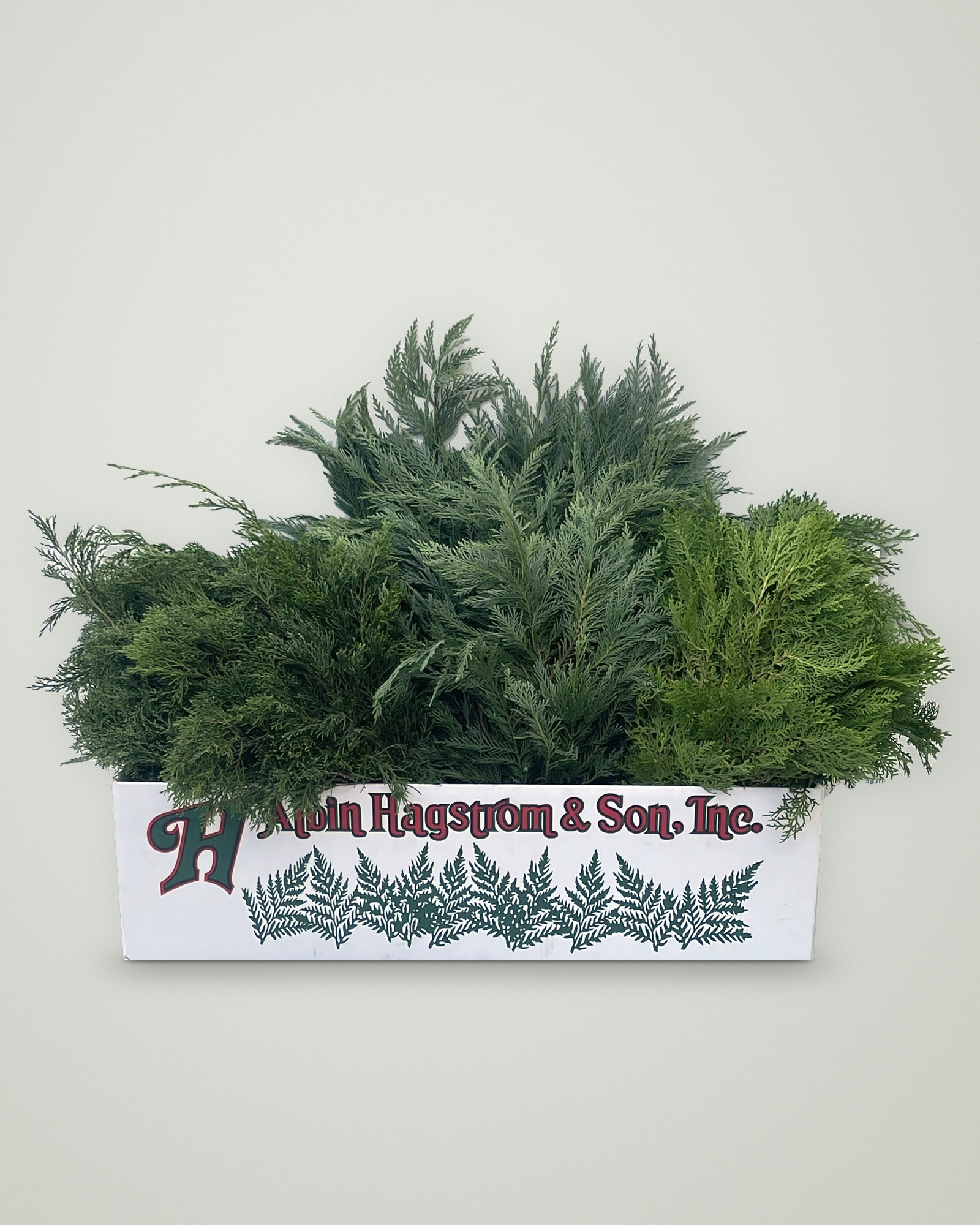 Evergreen Box of fresh Christmas greenery packed in an Albin Hagstrom & Son box