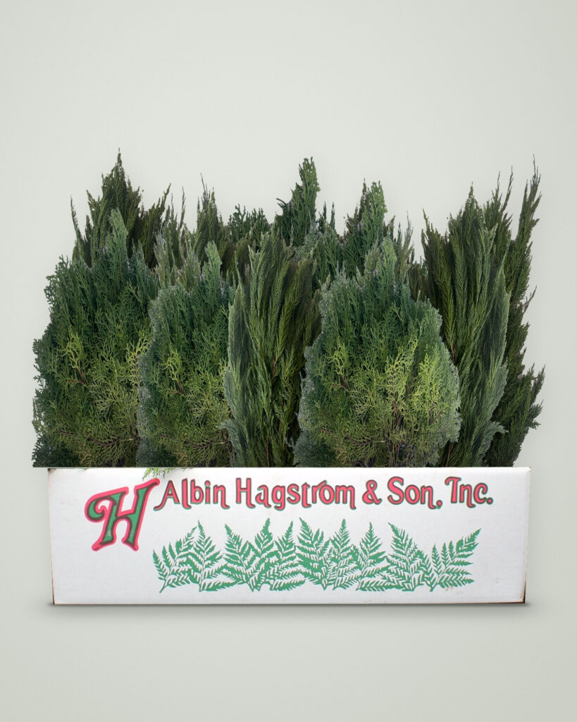 Evergreen Box of fresh Christmas greenery packed in an Albin Hagstrom & Son box