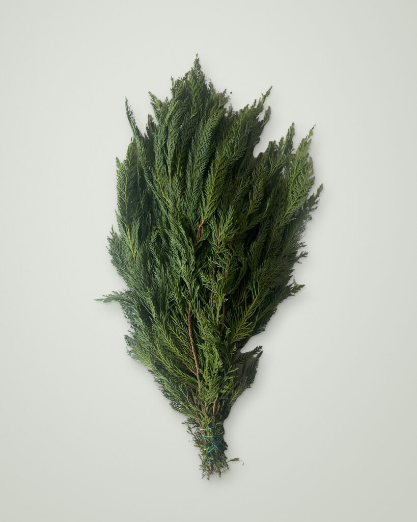 Bunch of fresh Leyland Cypress Christmas greenery