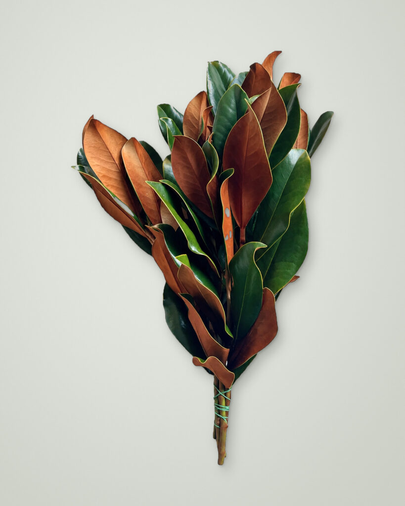 Bunch of fresh Magnolia Christmas greenery