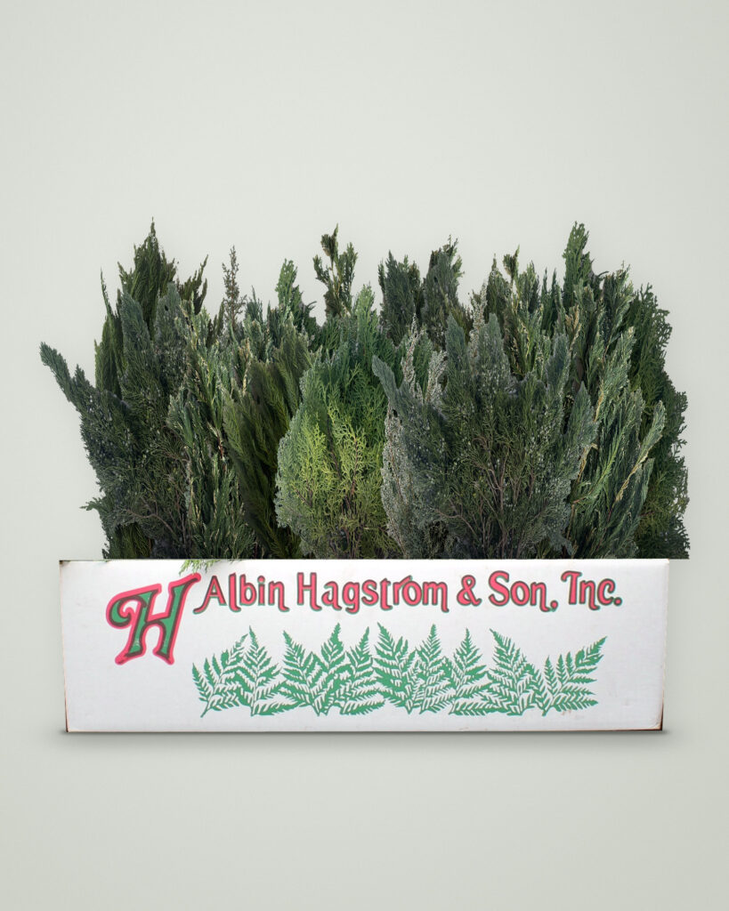 Season's Greetings Box of fresh Christmas greenery packed in an Albin Hagstrom & Son box