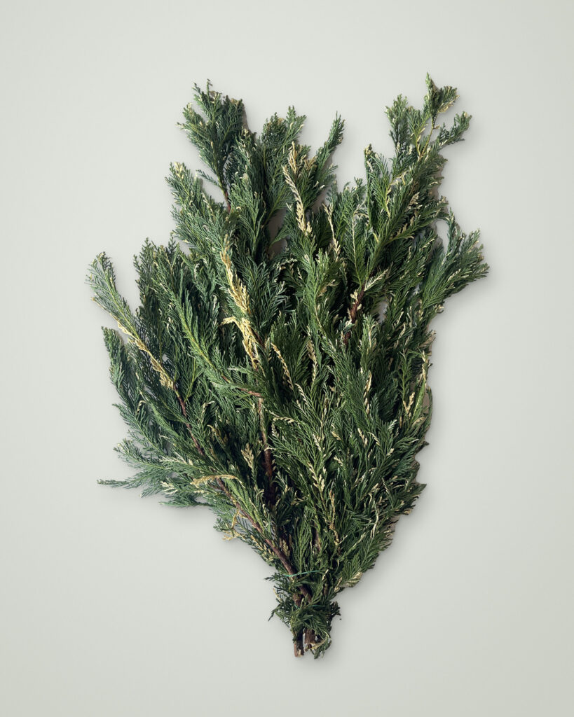 Bunch of fresh Variegated Leyland Cypress Christmas greenery